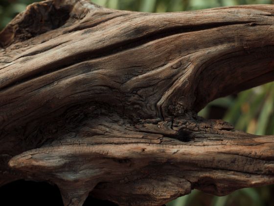 Close-up of an old branch